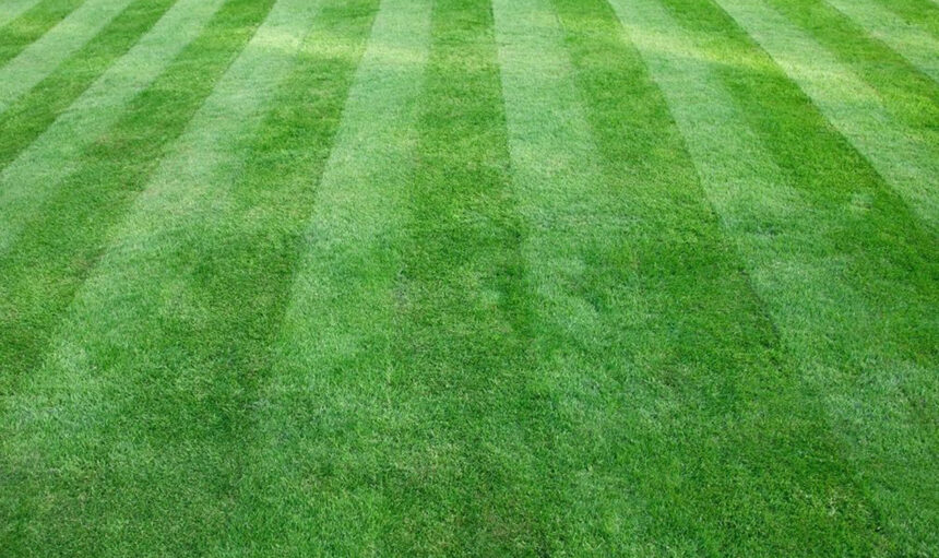 pics for mata-turf - 2